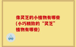 像灵芝的小植物有哪些(小巧精致的“灵芝”植物有哪些)