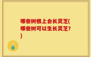 哪些树根上会长灵芝(哪些树可以生长灵芝？)