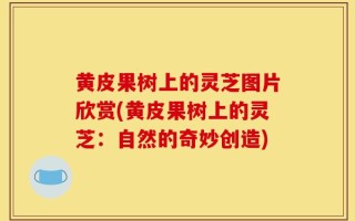 黄皮果树上的灵芝图片欣赏(黄皮果树上的灵芝：自然的奇妙创造)