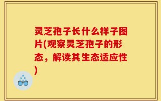灵芝孢子长什么样子图片(观察灵芝孢子的形态，解读其生态适应性)