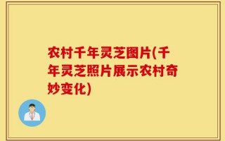 农村千年灵芝图片(千年灵芝照片展示农村奇妙变化)