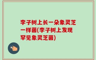 李子树上长一朵象灵芝一样菌(李子树上发现罕见象灵芝菌)