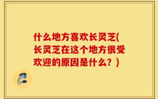 什么地方喜欢长灵芝(长灵芝在这个地方很受欢迎的原因是什么？)