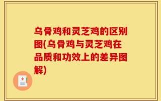 乌骨鸡和灵芝鸡的区别图(乌骨鸡与灵芝鸡在品质和功效上的差异图解)