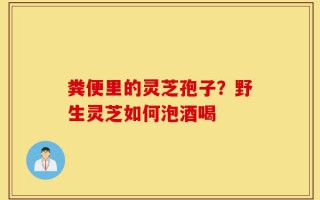 粪便里的灵芝孢子？野生灵芝如何泡酒喝