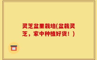 灵芝盆里栽培(盆栽灵芝，家中种植好货！)