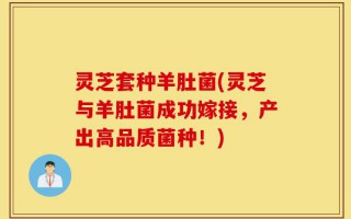 灵芝套种羊肚菌(灵芝与羊肚菌成功嫁接，产出高品质菌种！)