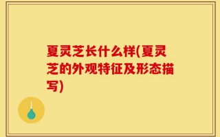夏灵芝长什么样(夏灵芝的外观特征及形态描写)