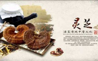 提高免疫力灵芝孢子粉好还是蛋白粉好？
