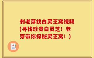 刺老芽找白灵芝窝视频(寻找珍贵白灵芝！老芽带你探秘灵芝窝！)