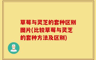 草莓与灵芝的套种区别图片(比较草莓与灵芝的套种方法及区别)