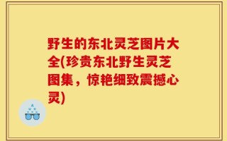 野生的东北灵芝图片大全(珍贵东北野生灵芝图集，惊艳细致震撼心灵)