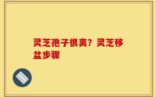 灵芝孢子很离？灵芝移盆步骤