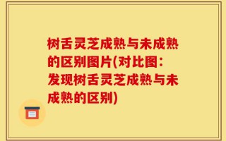 树舌灵芝成熟与未成熟的区别图片(对比图：发现树舌灵芝成熟与未成熟的区别)