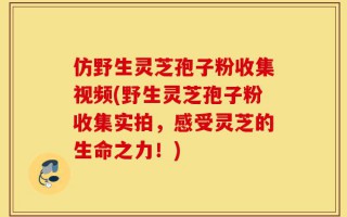 仿野生灵芝孢子粉收集视频(野生灵芝孢子粉收集实拍，感受灵芝的生命之力！)