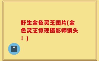 野生金色灵芝图片(金色灵芝惊现摄影师镜头！)