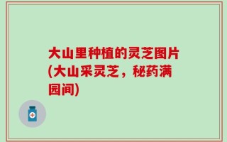 大山里种植的灵芝图片(大山采灵芝，秘药满园间)