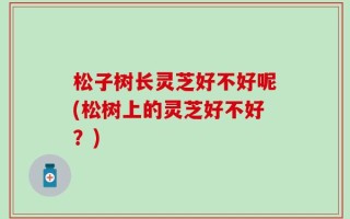 松子树长灵芝好不好呢(松树上的灵芝好不好？)