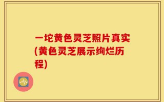 一坨黄色灵芝照片真实(黄色灵芝展示绚烂历程)