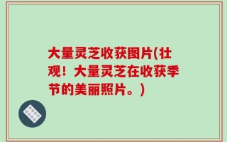 大量灵芝收获图片(壮观！大量灵芝在收获季节的美丽照片。)