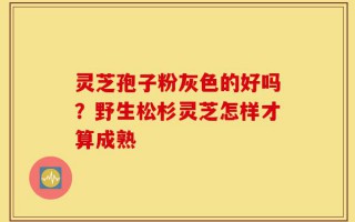 灵芝孢子粉灰色的好吗？野生松杉灵芝怎样才算成熟
