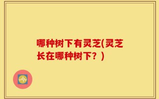 哪种树下有灵芝(灵芝长在哪种树下？)