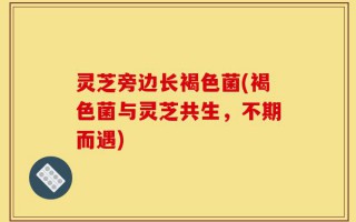 灵芝旁边长褐色菌(褐色菌与灵芝共生，不期而遇)