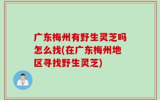 广东梅州有野生灵芝吗怎么找(在广东梅州地区寻找野生灵芝)