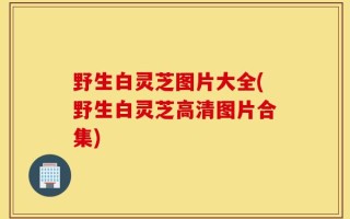 野生白灵芝图片大全(野生白灵芝高清图片合集)