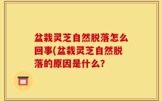 盆栽灵芝自然脱落怎么回事(盆栽灵芝自然脱落的原因是什么？