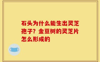 石头为什么能生出灵芝孢子？金豆树的灵芝片怎么形成的