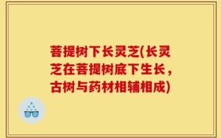 菩提树下长灵芝(长灵芝在菩提树底下生长，古树与药材相辅相成)