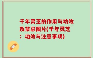千年灵芝的作用与功效及禁忌图片(千年灵芝：功效与注意事项)