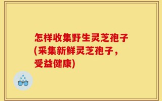 怎样收集野生灵芝孢子(采集新鲜灵芝孢子，受益健康)