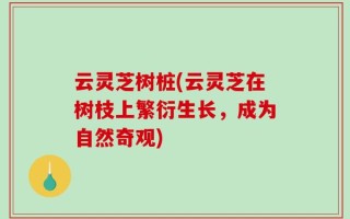 云灵芝树桩(云灵芝在树枝上繁衍生长，成为自然奇观)
