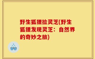 野生狐狸捡灵芝(野生狐狸发现灵芝：自然界的奇妙之旅)