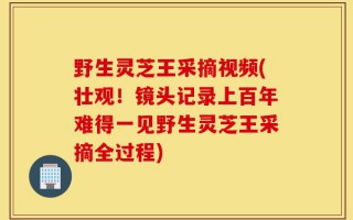 野生灵芝王采摘视频(壮观！镜头记录上百年难得一见野生灵芝王采摘全过程)