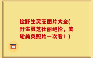 捡野生灵芝图片大全(野生灵芝壮丽绝伦，美轮美奂照片一次看！)