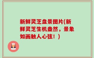 新鲜灵芝盘景图片(新鲜灵芝生机盎然，景象如画触人心弦！)