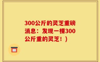300公斤的灵芝重磅消息：发现一棵300公斤重的灵芝！)