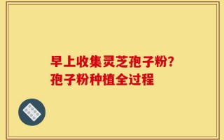 早上收集灵芝孢子粉？孢子粉种植全过程