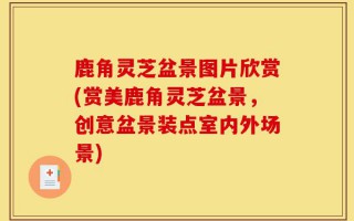 鹿角灵芝盆景图片欣赏(赏美鹿角灵芝盆景，创意盆景装点室内外场景)