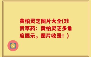 黄柏灵芝图片大全(珍贵草药：黄柏灵芝多角度展示，图片收录！)