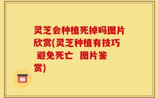 灵芝会种植死掉吗图片欣赏(灵芝种植有技巧 避免死亡  图片鉴赏)