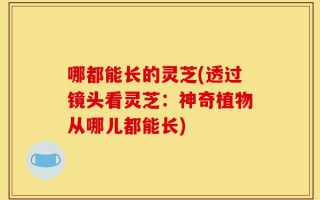 哪都能长的灵芝(透过镜头看灵芝：神奇植物从哪儿都能长)