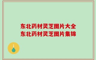 东北药材灵芝图片大全东北药材灵芝图片集锦