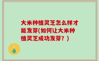 大米种植灵芝怎么样才能发芽(如何让大米种植灵芝成功发芽？)