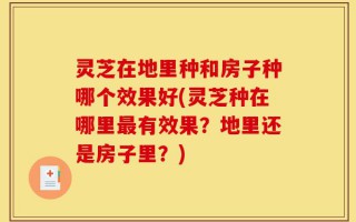 灵芝在地里种和房子种哪个效果好(灵芝种在哪里最有效果？地里还是房子里？)