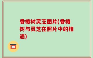 香椿树灵芝图片(香椿树与灵芝在照片中的相遇)