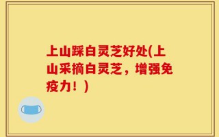 上山踩白灵芝好处(上山采摘白灵芝，增强免疫力！)